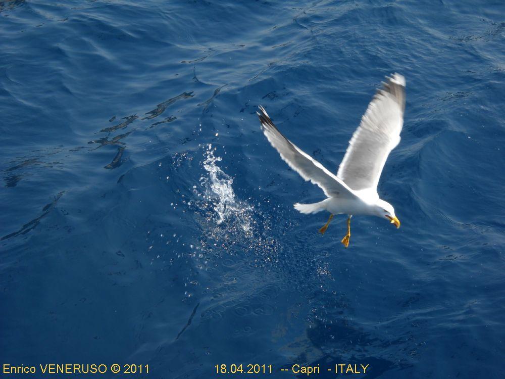 7 - Gabbiano pescatore - Seagull fisherman